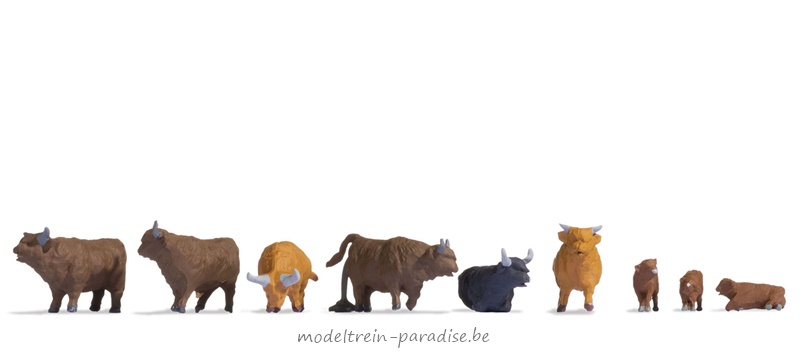 15728 ... Schotse Hooglanders