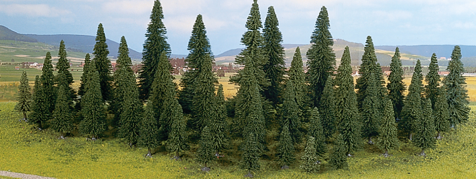 Conifers